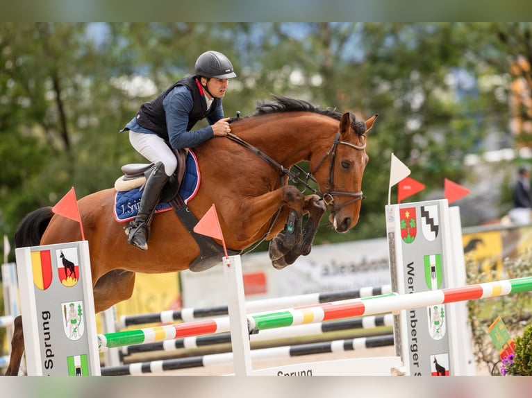 Szwajcarski koń sportowy Wałach 8 lat 169 cm Gniada in Diepoldsau