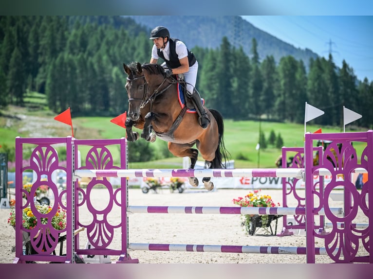 Szwajcarski koń sportowy Wałach 9 lat 167 cm Ciemnogniada in Diepoldsau