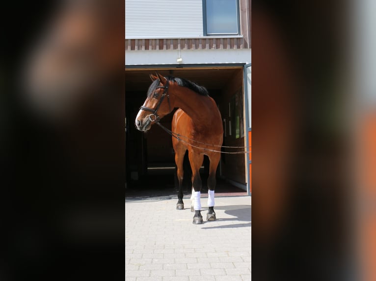Szwajcarski koń sportowy Wałach 10 lat 180 cm Gniada in Seon