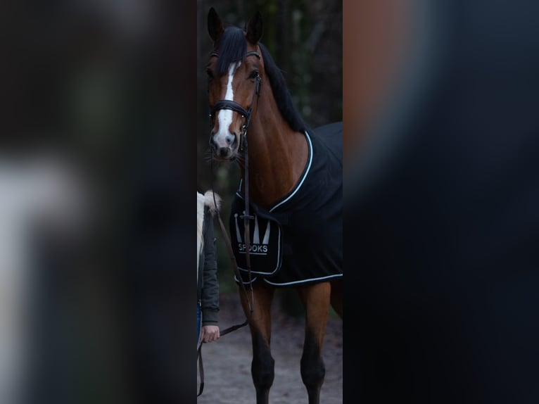 Szwajcarski koń sportowy Wałach 10 lat 180 cm Gniada in Seon