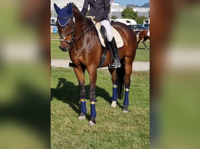 Szwajcarski koń sportowy Wałach 11 lat 165 cm Gniada in Langenthal