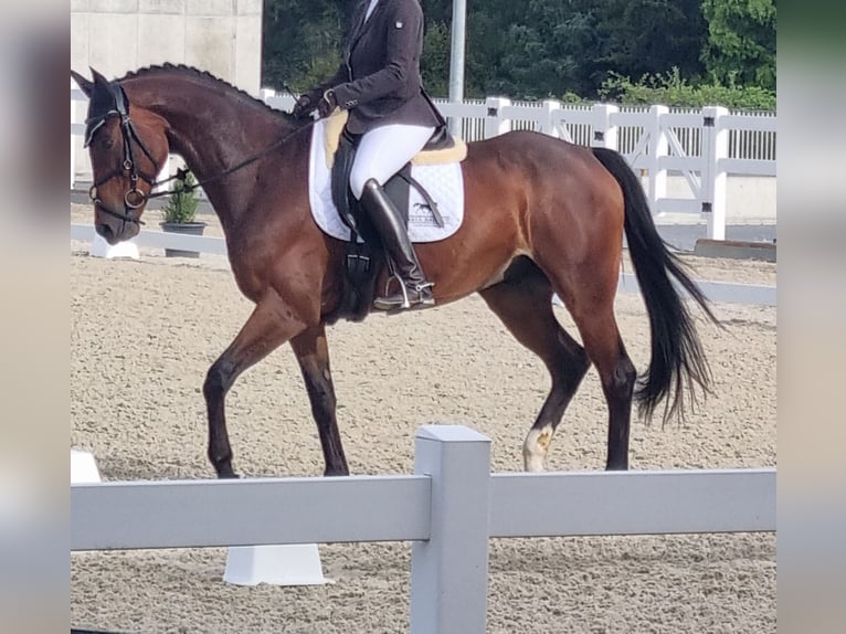 Szwajcarski koń sportowy Wałach 11 lat 165 cm Gniada in Langenthal