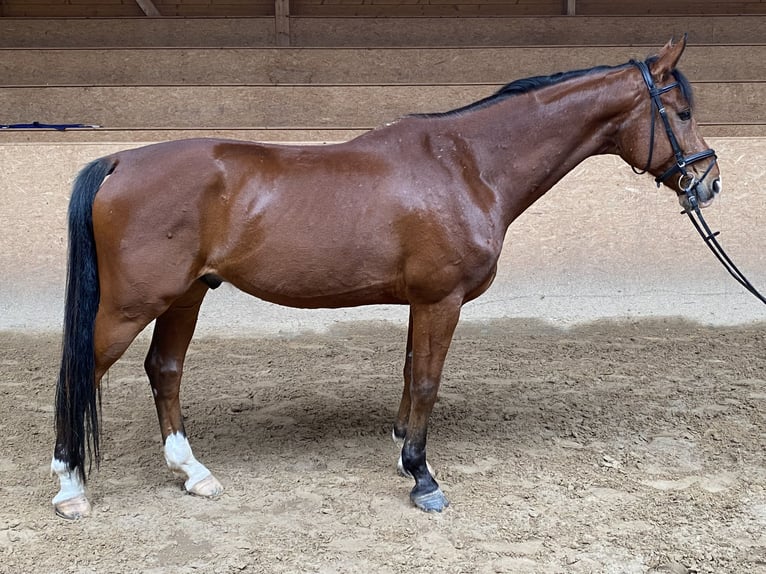 Szwajcarski koń sportowy Wałach 11 lat 169 cm Gniada in Jena
