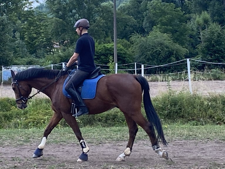 Szwajcarski koń sportowy Wałach 11 lat 169 cm Gniada in Jena