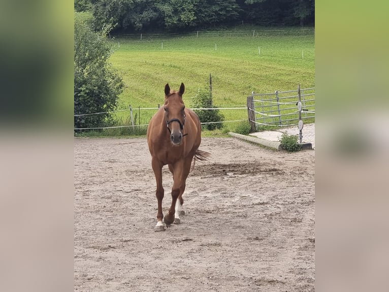 Szwajcarski koń sportowy Wałach 11 lat 176 cm Kasztanowata in Zell