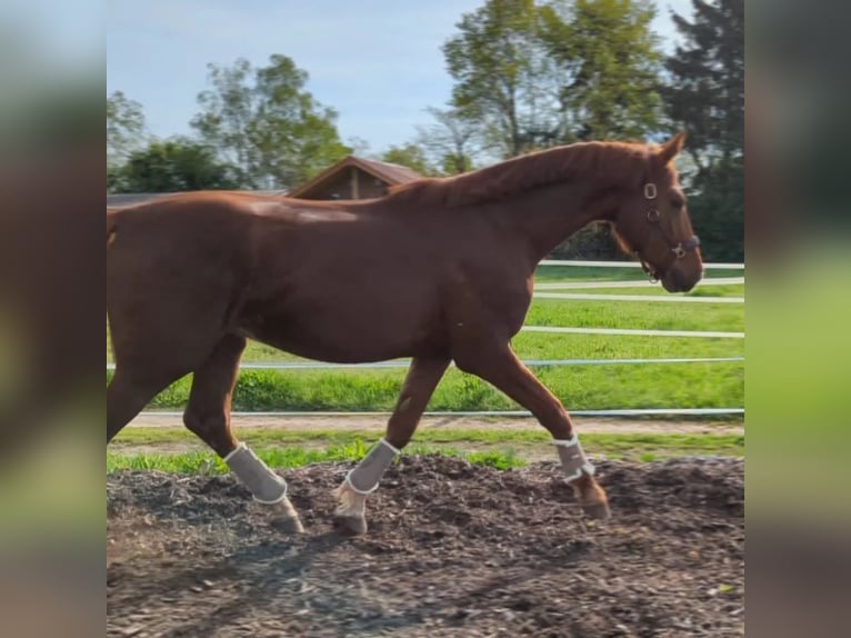 Szwajcarski koń sportowy Wałach 3 lat 172 cm Kasztanowata in Alsbach-Hähnlein