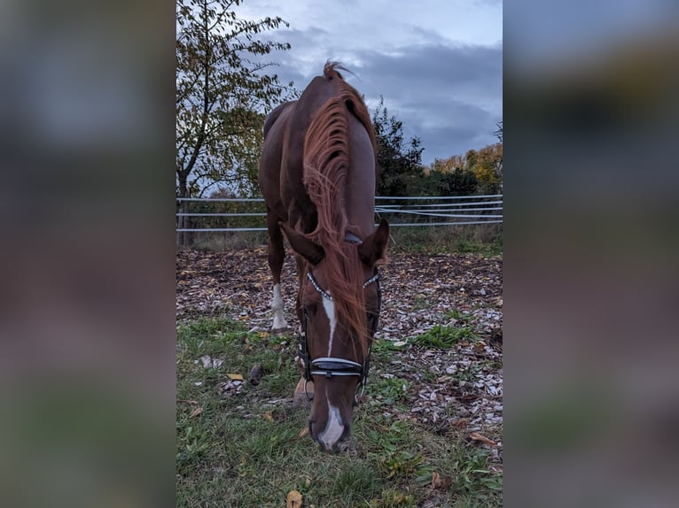 Szwajcarski koń sportowy Wałach 3 lat 172 cm Kasztanowata in Alsbach-Hähnlein