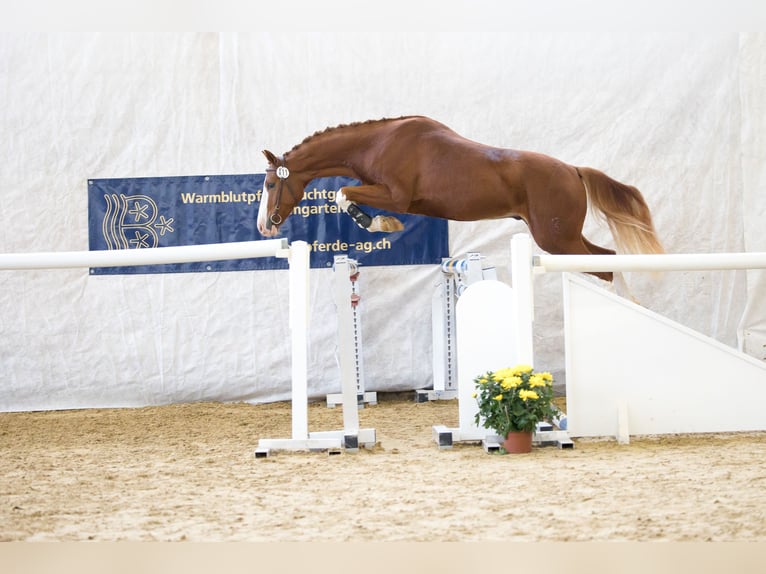 Szwajcarski koń sportowy Wałach 4 lat 160 cm Kasztanowata in Schönenberg ZH