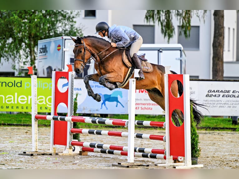 Szwajcarski koń sportowy Wałach 5 lat 169 cm Gniada in Kyburg-Buchegg