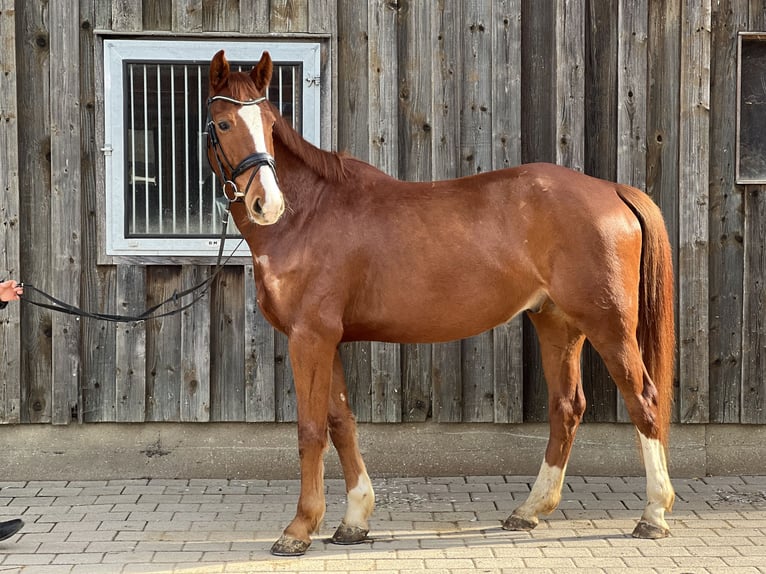 Szwajcarski koń sportowy Wałach 6 lat 165 cm Kasztanowata in Biel-Benken BL