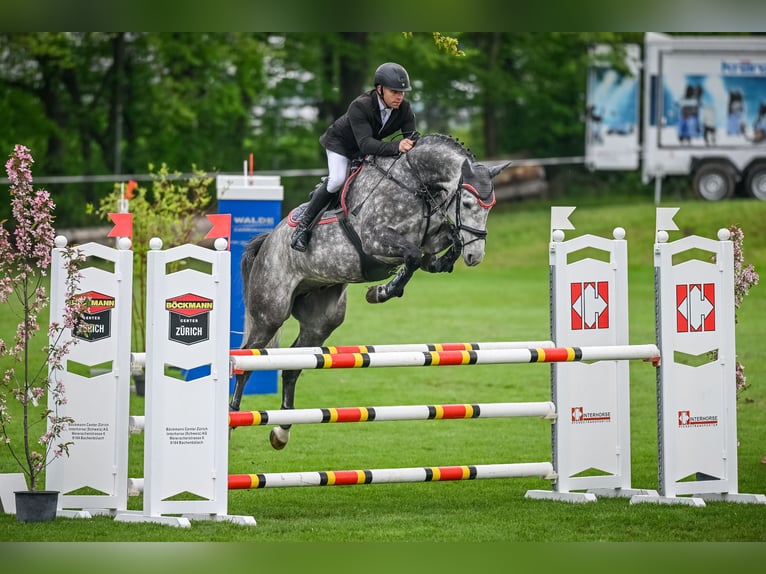 Szwajcarski koń sportowy Wałach 7 lat 170 cm Siwa in Freienwil