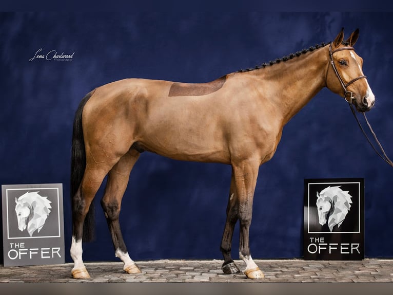 Szwajcarski koń sportowy Wałach 7 lat 172 cm Gniada in Mengen