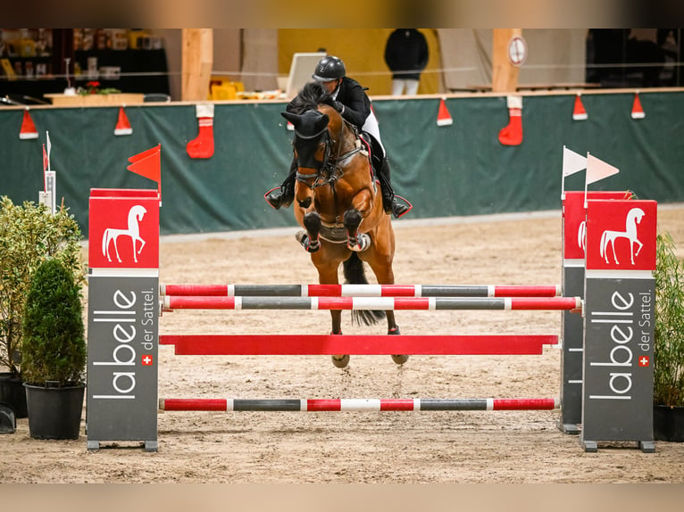 Szwajcarski koń sportowy Wałach 9 lat 170 cm Gniada in Dielsdorf