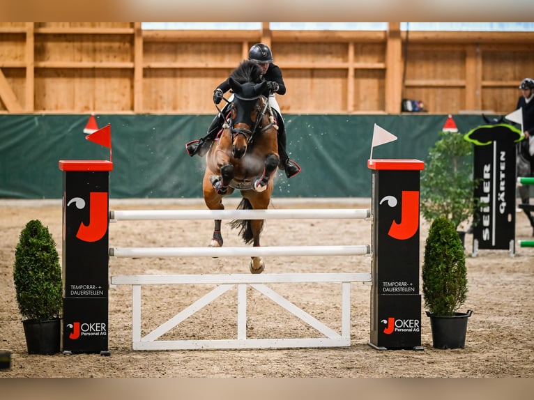 Szwajcarski koń sportowy Wałach 9 lat 170 cm Gniada in Dielsdorf