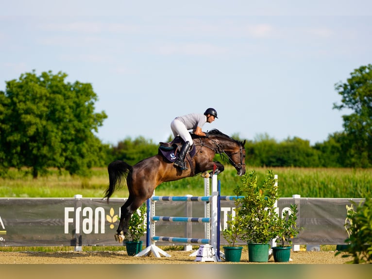 Szwedzki koń gorącokrwisty Klacz 10 lat 167 cm Ciemnogniada in Pragersko