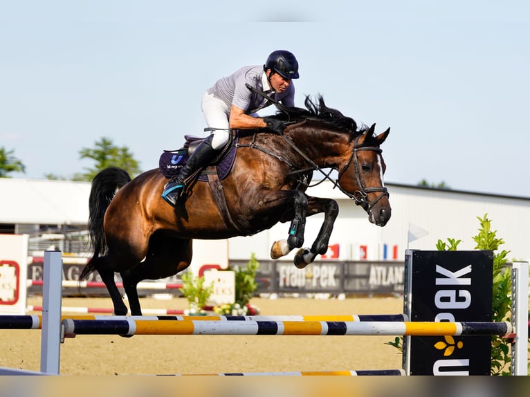 Szwedzki koń gorącokrwisty Klacz 10 lat 167 cm Ciemnogniada in Pragersko
