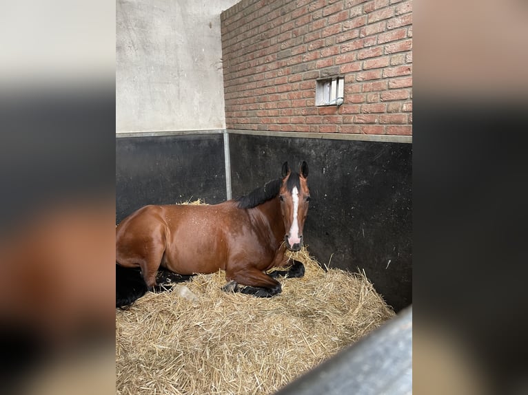 Szwedzki koń gorącokrwisty Klacz 10 lat Gniada in Meterik