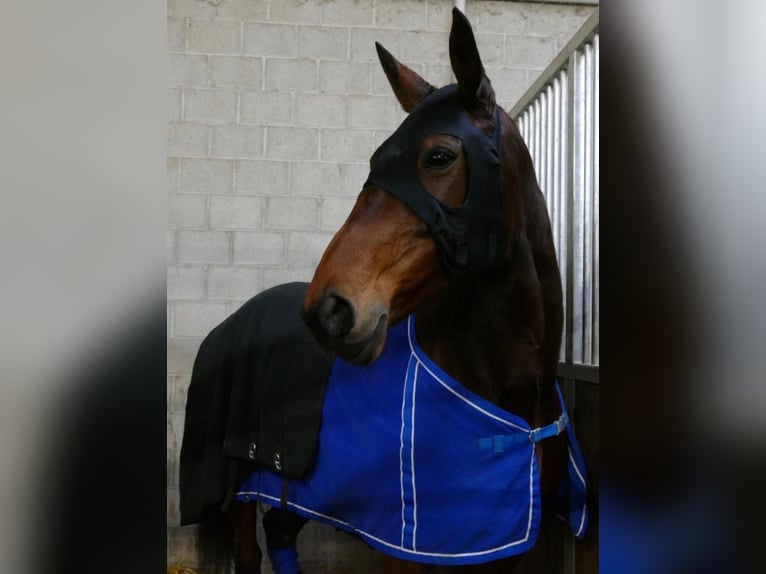 Szwedzki koń gorącokrwisty Klacz 11 lat 165 cm Ciemnogniada in Weilheim in Oberbayern