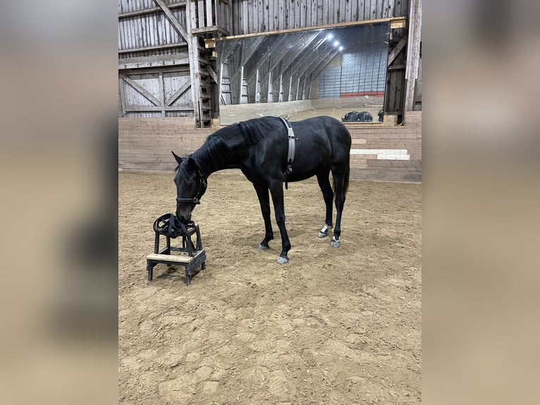 Szwedzki koń gorącokrwisty Klacz 2 lat 172 cm Gniada in Linköping