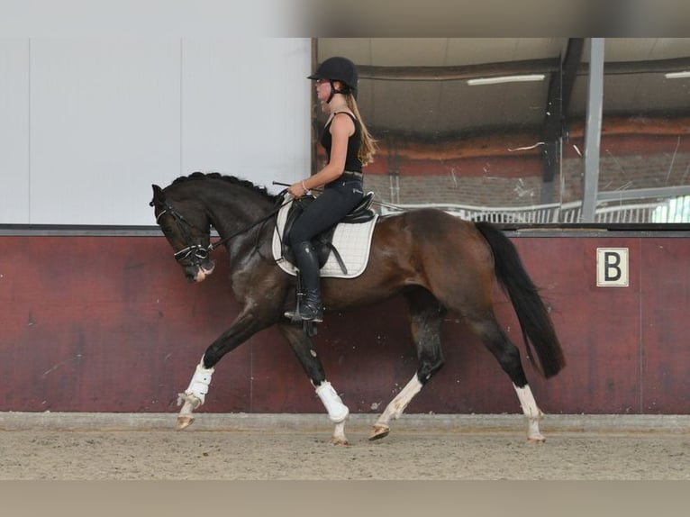 Szwedzki koń gorącokrwisty Klacz 3 lat 155 cm Ciemnogniada in Lunteren