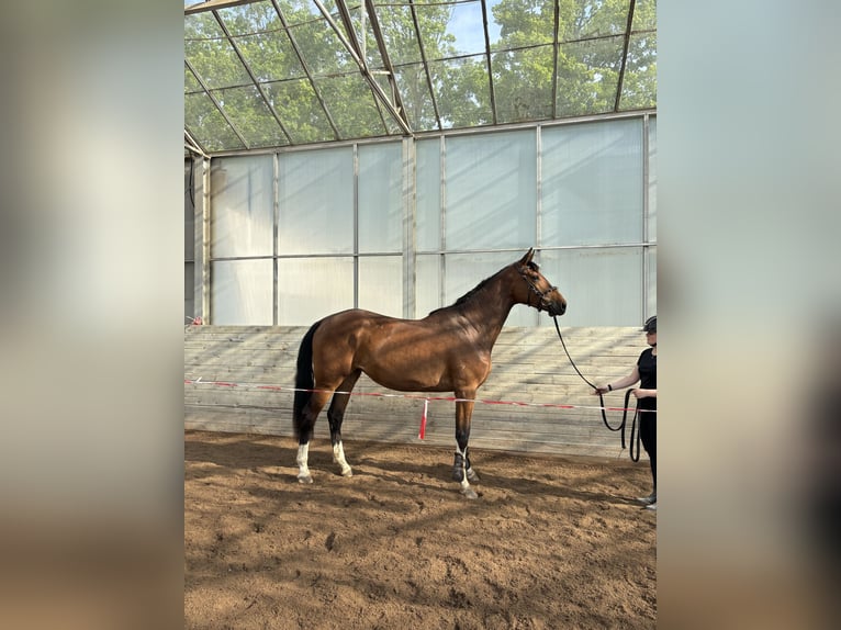 Szwedzki koń gorącokrwisty Klacz 3 lat 168 cm Gniada in Tungelsta