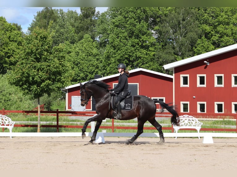 Szwedzki koń gorącokrwisty Klacz 4 lat 172 cm Ciemnogniada in Eskilstuna