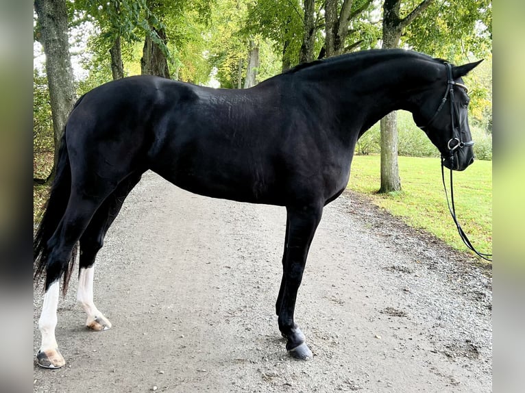 Szwedzki koń gorącokrwisty Klacz 4 lat 177 cm Kara in Rydeb&#xE4;ck