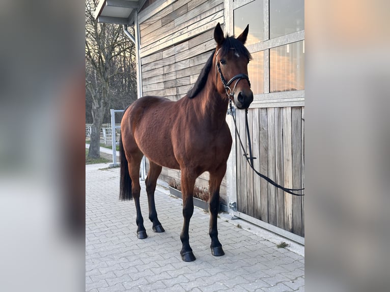 Szwedzki koń gorącokrwisty Mix Klacz 5 lat 155 cm Gniada in Leipzig