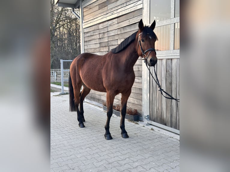 Szwedzki koń gorącokrwisty Mix Klacz 5 lat 155 cm Gniada in Leipzig