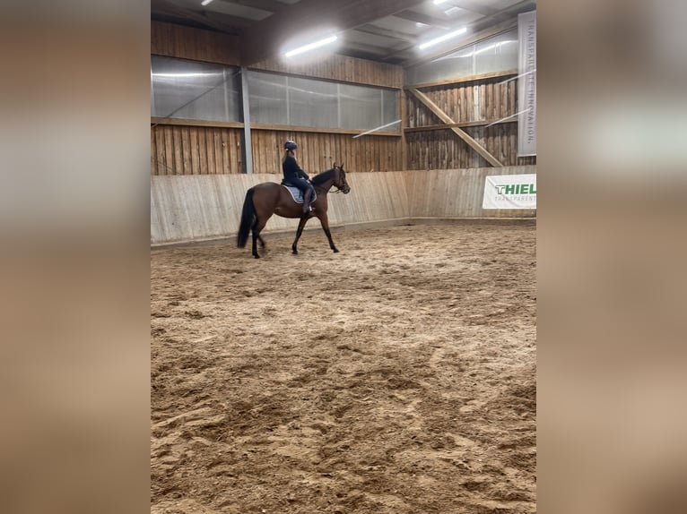 Szwedzki koń gorącokrwisty Mix Klacz 6 lat 157 cm Gniada in Leipzig