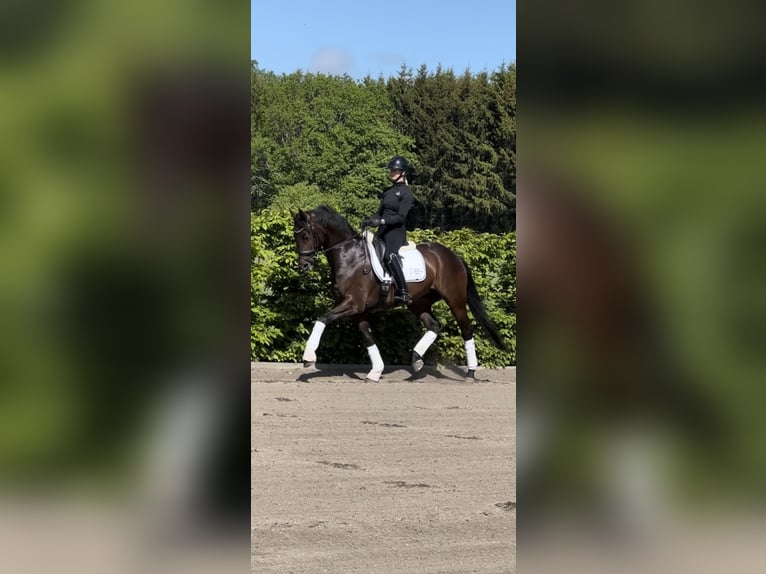 Szwedzki koń gorącokrwisty Klacz 6 lat 165 cm Gniada in Ekolsund