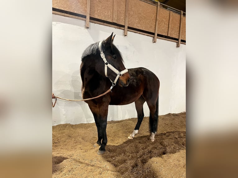 Szwedzki koń gorącokrwisty Klacz 6 lat 165 cm Skarogniada in Bronków