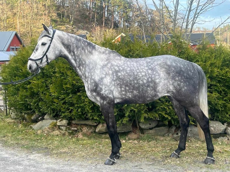 Szwedzki koń gorącokrwisty Klacz 7 lat 168 cm Siwa jabłkowita in Olofstorp