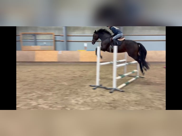 Szwedzki koń gorącokrwisty Klacz 7 lat 172 cm Gniada in Tving Karlskrona