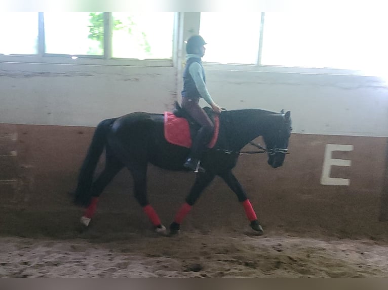Szwedzki koń gorącokrwisty Mix Klacz 8 lat 156 cm Kara in Bottmersdorf