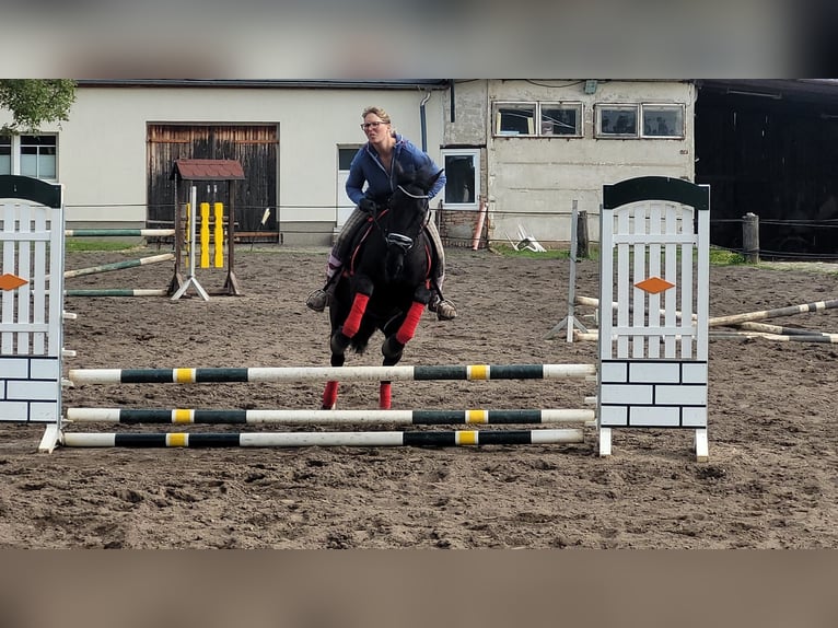 Szwedzki koń gorącokrwisty Mix Klacz 8 lat 156 cm Kara in Bottmersdorf