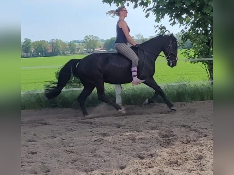 Szwedzki koń gorącokrwisty Mix Klacz 8 lat 156 cm Kara in Bottmersdorf