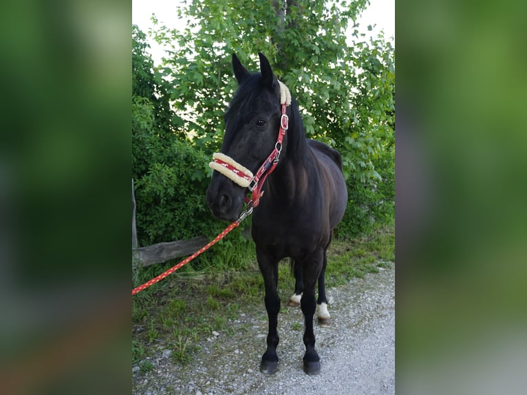 Szwedzki koń gorącokrwisty Klacz 8 lat 156 cm Kara in Bottmersdorf