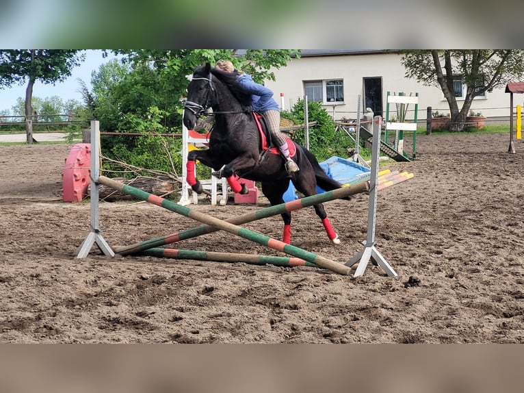 Szwedzki koń gorącokrwisty Klacz 8 lat 156 cm Kara in Bottmersdorf