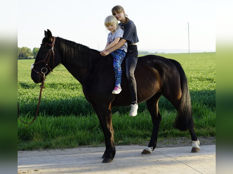 Szwedzki koń gorącokrwisty Klacz 8 lat 156 cm Kara in Bottmersdorf
