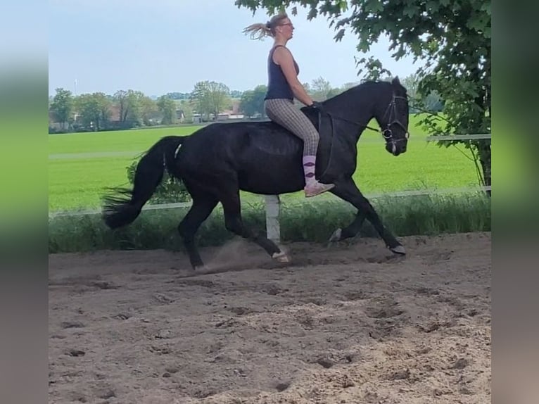 Szwedzki koń gorącokrwisty Klacz 8 lat 156 cm Kara in Bottmersdorf