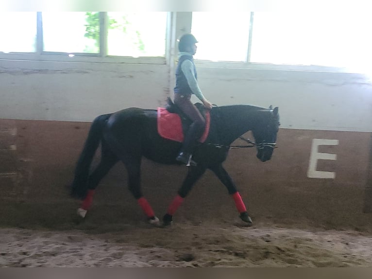 Szwedzki koń gorącokrwisty Klacz 8 lat 156 cm Kara in Bottmersdorf
