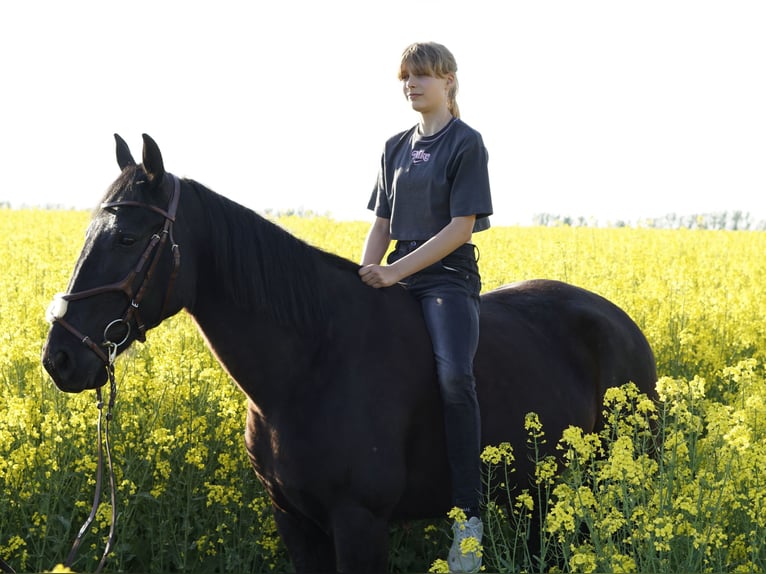 Szwedzki koń gorącokrwisty Klacz 8 lat 156 cm Kara in Bottmersdorf