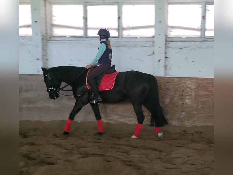 Szwedzki koń gorącokrwisty Klacz 8 lat 156 cm Kara in Bottmersdorf