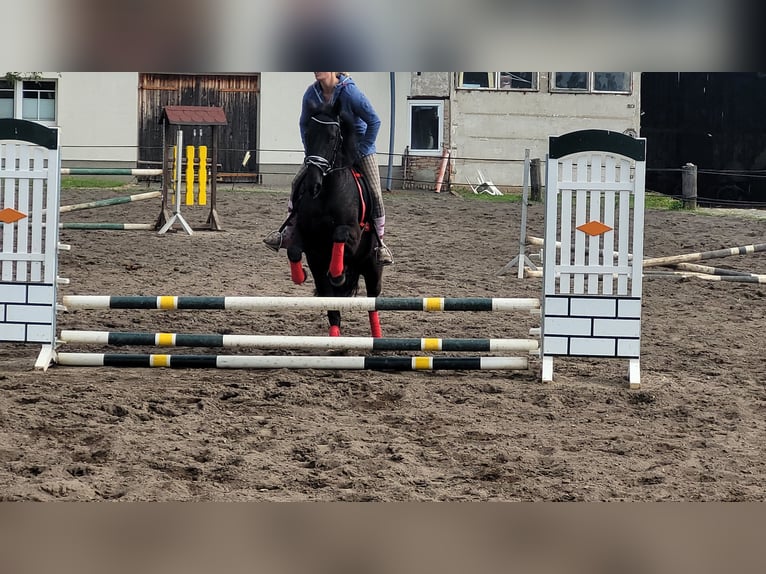 Szwedzki koń gorącokrwisty Klacz 8 lat 156 cm Kara in Bottmersdorf
