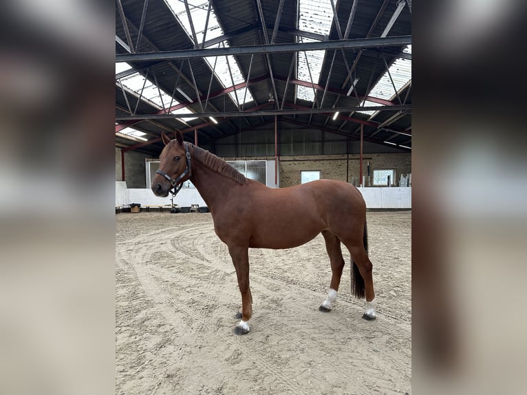 Szwedzki koń gorącokrwisty Klacz 8 lat 168 cm Ciemnokasztanowata in Silkeborg