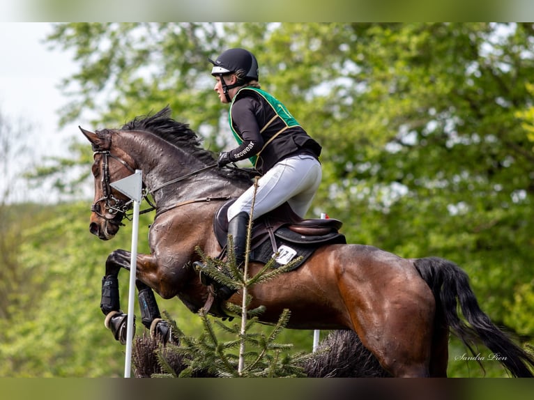 Szwedzki koń gorącokrwisty Klacz 9 lat 168 cm Ciemnogniada in Bovenau