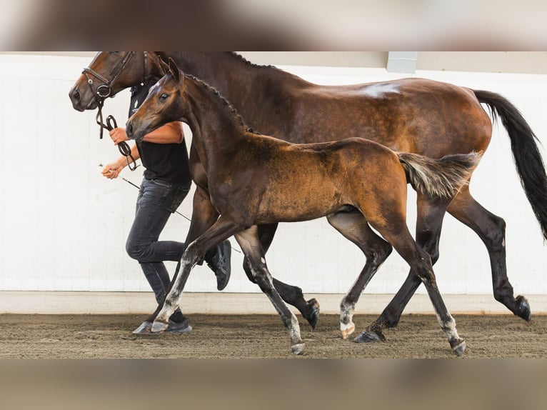 Szwedzki koń gorącokrwisty Ogier Źrebak (05/2026) Ciemnogniada in Flyinge