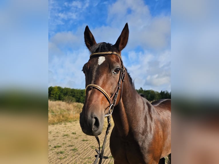 Szwedzki koń gorącokrwisty Mix Wałach 10 lat 162 cm Ciemnogniada in Leipzig