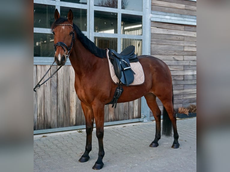 Szwedzki koń gorącokrwisty Mix Wałach 10 lat 163 cm Jasnogniada in Leipzig